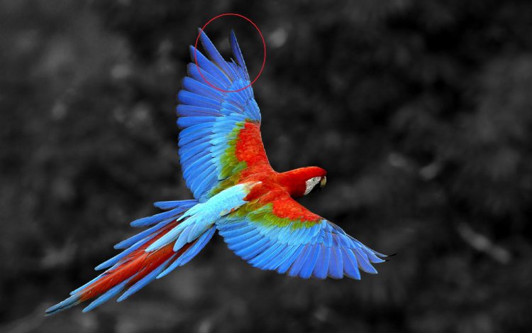 Bird distortion.jpg