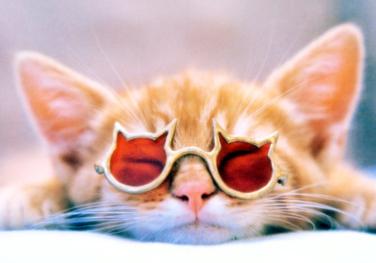 km_neko_zzz.jpg