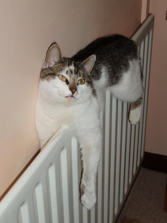 Recoverd_jpg_file(58).jpg