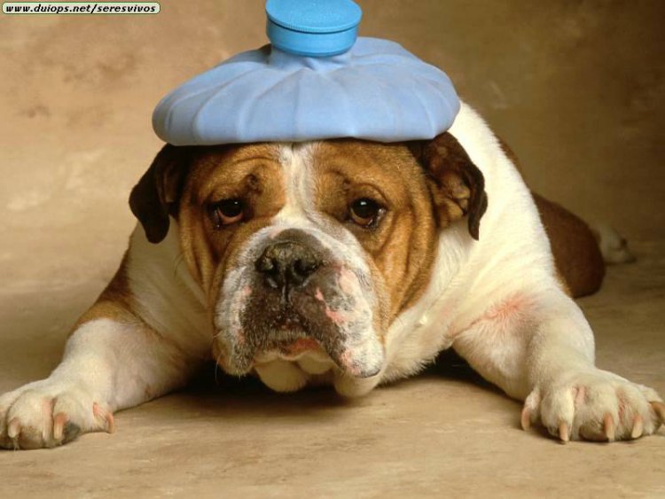 bulldog-with-headache.jpg