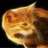 fire cat