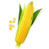 korn