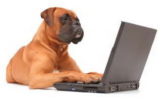 boxeratlaptop2.jpg